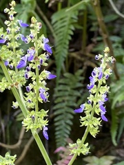 Coleus scutellarioides