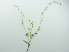 Plagiobothrys leptocladus