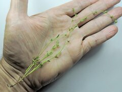 Plagiobothrys leptocladus