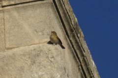 Phylloscopus collybita