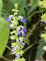 Coleus scutellarioides
