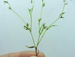 Plagiobothrys leptocladus