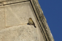 Phylloscopus collybita