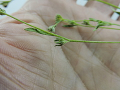 Plagiobothrys leptocladus