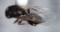 Eurytominae