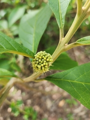 Aegiphila integrifolia