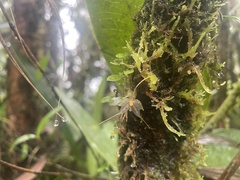 Platystele posadarum