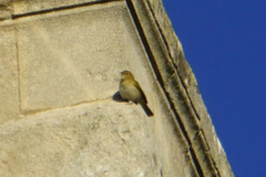 Phylloscopus collybita