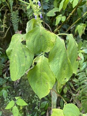 Coleus scutellarioides