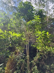 Aegiphila integrifolia