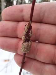 Neolasioptera cornicola