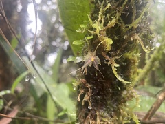 Platystele posadarum