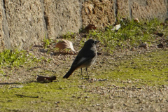 Phoenicurus ochruros