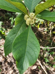 Aegiphila integrifolia