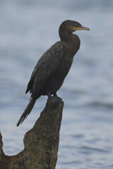 Nannopterum brasilianum
