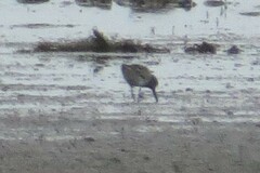 Calidris falcinellus