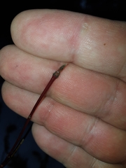 Neolasioptera cornicola