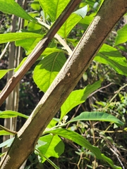 Aegiphila integrifolia