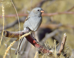 Spizella atrogularis