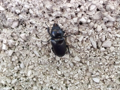 Lucanus cervus