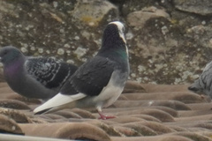 Columba livia domestica