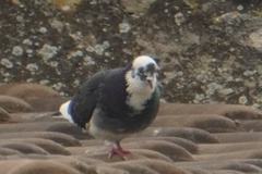 Columba livia domestica