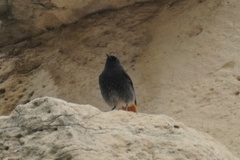 Phoenicurus ochruros