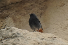 Phoenicurus ochruros