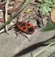 Pyrrhocoris apterus