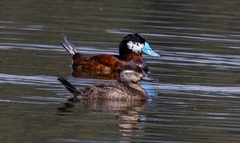 Andean Duck photo 5