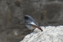 Phoenicurus ochruros