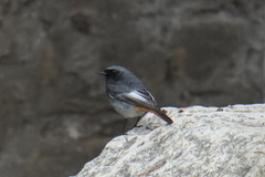 Phoenicurus ochruros