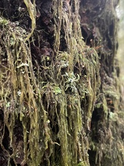 Hypnum circinale
