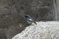 Phoenicurus ochruros