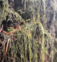 Hypnum circinale