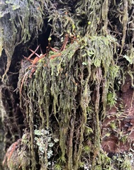 Hypnum circinale