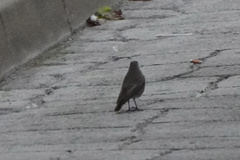 Phoenicurus ochruros