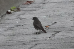 Phoenicurus ochruros