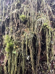 Hypnum circinale