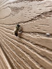 Apis mellifera