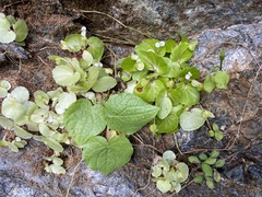 Begonia hirtella