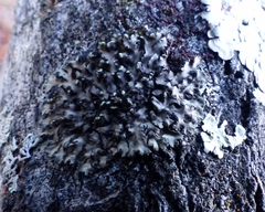 Phaeophyscia pusilloides