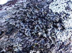 Phaeophyscia pusilloides