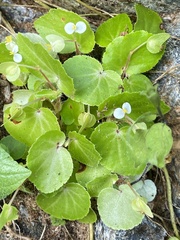 Begonia hirtella