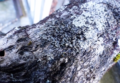 Phaeophyscia pusilloides