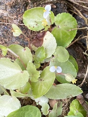 Begonia hirtella