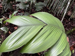 Geonoma