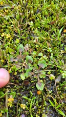 Ranunculus ranceorum