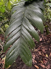 Geonoma