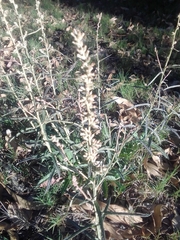 Pterocaulon virgatum